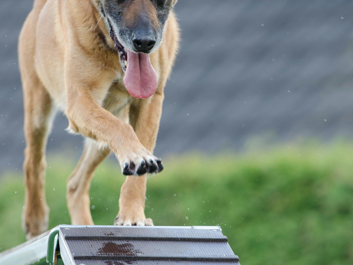 agility ramp