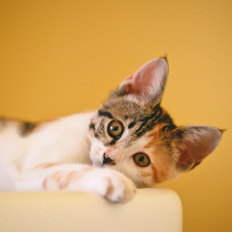Careful Cat Rescue