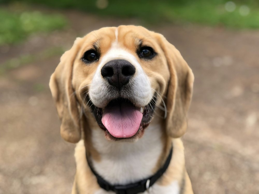 dog closeup