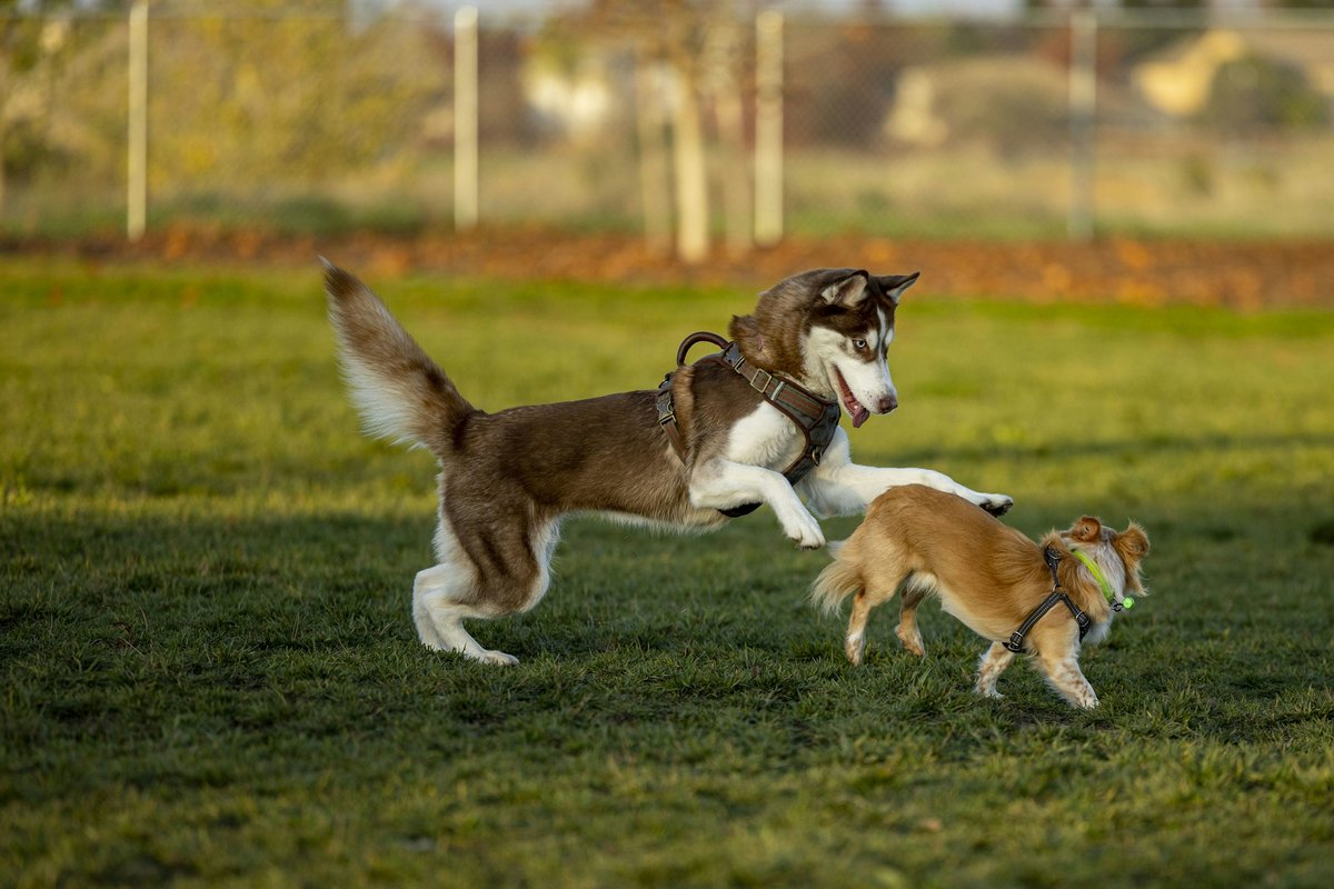 dogs running